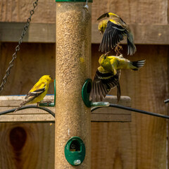 finch