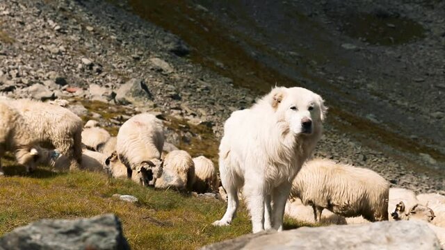 A white dog following a flock of sheep grazing on mountain landscape in HD