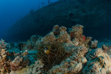 Plakat Coral reef and water plants in the Red Sea, Eilat Israel 