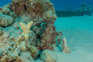 Coral reef and water plants in the Red Sea, Eilat Israel
