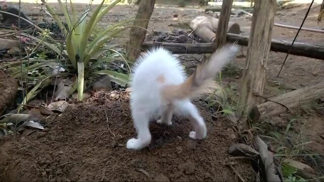 Kitten is pooping outdoor, A white cat with toilet soil, close up capture of kitten digging and excreting, defecating in the garden, young cat taking a dump, crap, shit, poop.