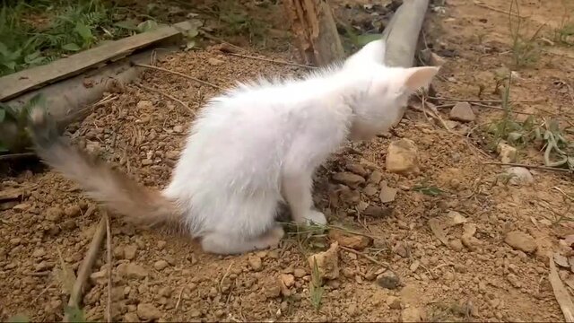 Kitten is pooping outdoor, A white cat with toilet soil, close up capture of kitten digging and excreting, defecating in the garden, young cat taking a dump, crap, shit, poop.
