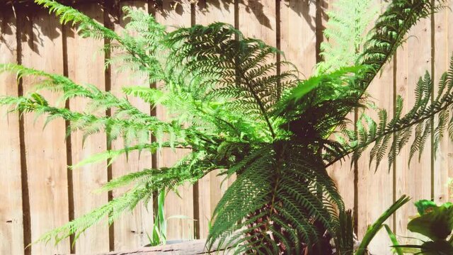 fern tree with wind moving its leaves gently outdoor in sunny backyard
