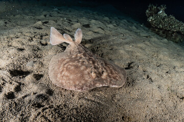 Torpedo sinuspersici On the seabed  in the Red Sea, Israel
