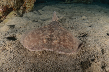 Torpedo sinuspersici On the seabed  in the Red Sea, Israel
