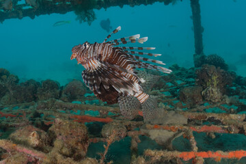 Lion fish in the Red Sea colorful fish, Eilat Israel
