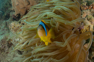 Coral reef and water plants in the Red Sea, Eilat Israel

