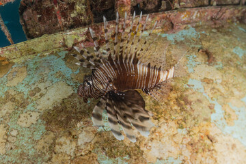 Lion fish in the Red Sea colorful fish, Eilat Israel
