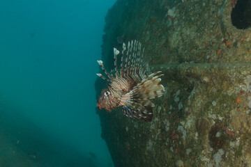 Lion fish in the Red Sea colorful fish, Eilat Israel
