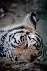 Tigre dormido en cautiverio de zoológico