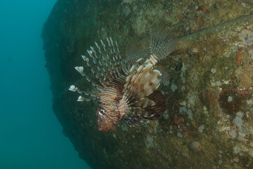 Lion fish in the Red Sea colorful fish, Eilat Israel
