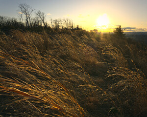 sunset over the meadow