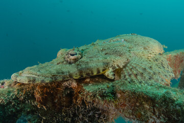 Fish swim in the Red Sea, colorful fish, Eilat Israel
