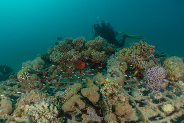 Coral reef and water plants in the Red Sea, Eilat Israel
