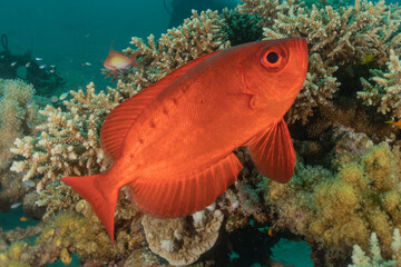 Fish swim in the Red Sea, colorful fish, Eilat Israel
