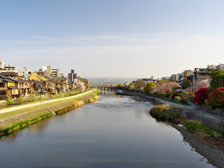 Fototapeta na wymiar Kyoto,Japan-April 1, 2021: Cherry blossom trees along Kamo river in Kyoto in the morning 