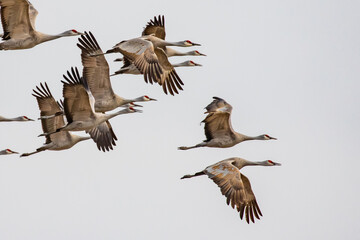 Flock of Sandhill Cranes in Flight Near Othello Washington