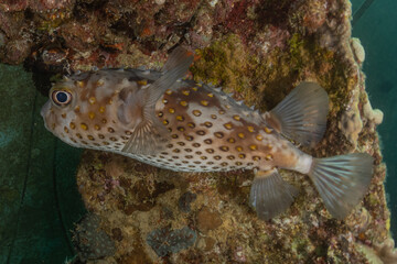 Fish swim in the Red Sea, colorful fish, Eilat Israel
