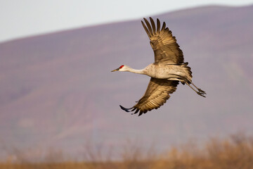 Sandhill Crane Swings into the Wind to Land Near Othello Washington