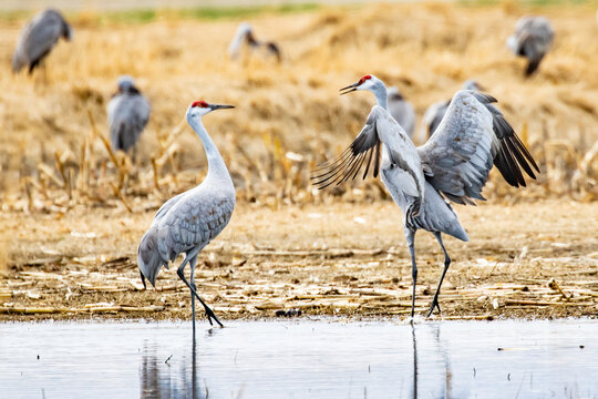 Pair of Sandhill Cranes in Mating Ritual Dance Near Othello Washington