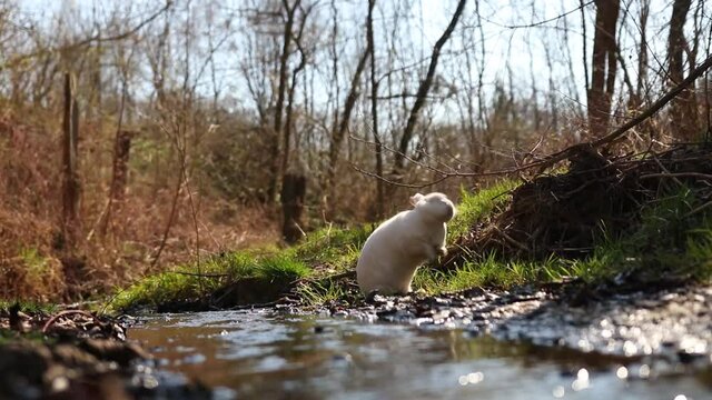A closeup view of a white rabbit near the water stream in a forest in HD
