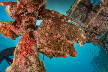 Fish swim in the Red Sea, colorful fish, Eilat Israel
