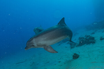Fototapeta premium Dolphin swimming in the Red Sea, Eilat Israel 