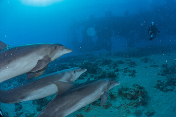 Dolphin swimming in the Red Sea, Eilat Israel
