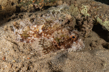 Fish swim in the Red Sea, colorful fish, Eilat Israel
