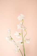 White sweet pea blooms on blush background