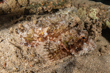 Fish swim in the Red Sea, colorful fish, Eilat Israel
