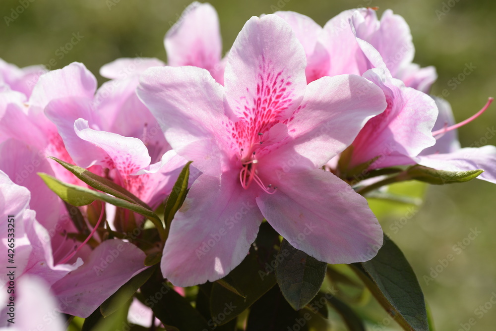 Poster azalea flowers. azalea is widely distributed mainly in asia and is a national flower in nepal.