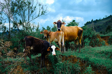 grupo de tres vacas en el campo mirando a la cámara