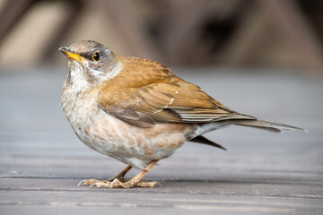 冬の野鳥シロハラの全身　Full body photo of a Pale Thrush, Turdus pallidus.