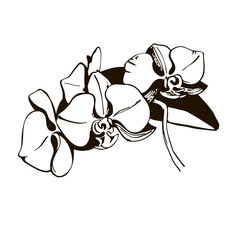 Isolated element outline orchid branch black and white vector