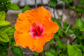 Macro of orange China Rose flower Chinese hibiscus, Hibiscus rosa-sinensis , Hawaiian hibiscus , shoe flower.
