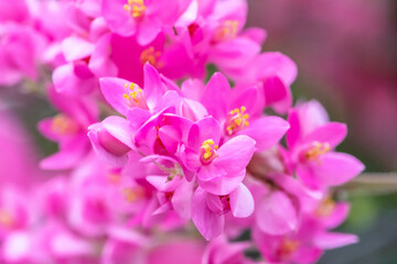 Fototapeta na wymiar Chain of love flower or Coral Vine flower. Close up pink flowers.