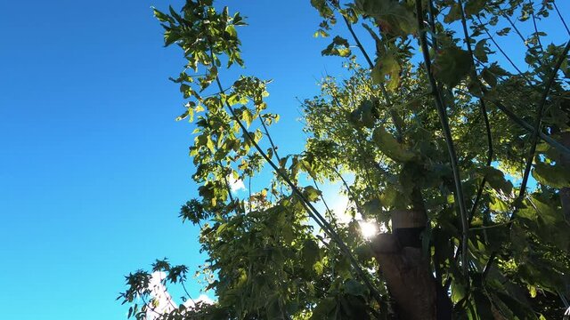 branches of big Boxelder Maple (Acer negundo) tree shot from underneath with sun flare shinging through and blue sky