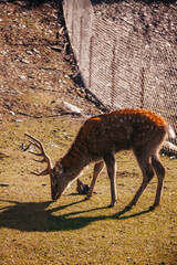 Male reaindeer with antlers on the meadow