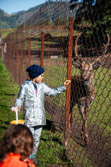 European girl feeding deer with anklers in Altay farm