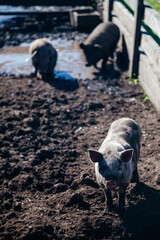 Group of grey pigs walking around in Altay farm