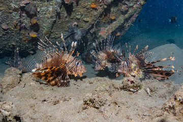 Lion fish in the Red Sea colorful fish, Eilat Israel
