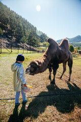 European girl feeding camel in Altay farm