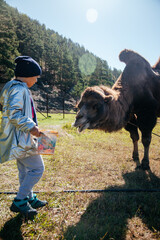 European girl feeding camel in Altay farm