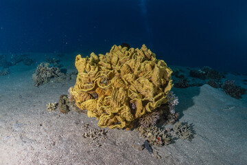 Coral reef and water plants in the Red Sea, Eilat Israel
