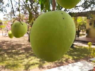 mango tropical fruit