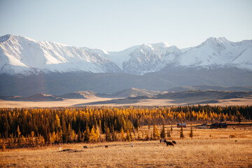 Snowbound mountain in Kurrai steppe North-Chuya ridge of Altai Republic in early autumn