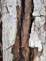 Naklejka premium old wood texture
