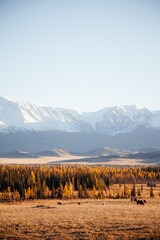 Snowbound mountain in Kurrai steppe North-Chuya ridge of Altai Republic in early autumn