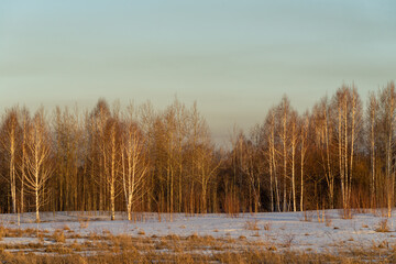 Birch forest in early spring in the rays of the setting sun